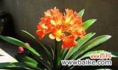 君子兰的文化内涵与美学价值 君子兰——高尚与纯洁的象征