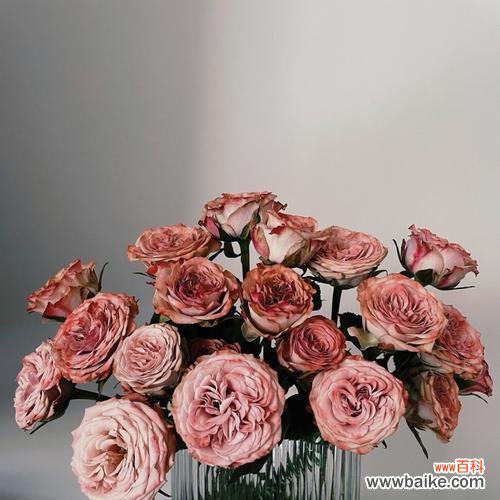 探秘卡布奇诺玫瑰的深意 卡布奇诺玫瑰的花语与寓意