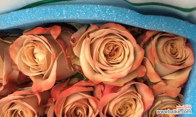 探秘卡布奇诺玫瑰的深意 卡布奇诺玫瑰的花语与寓意