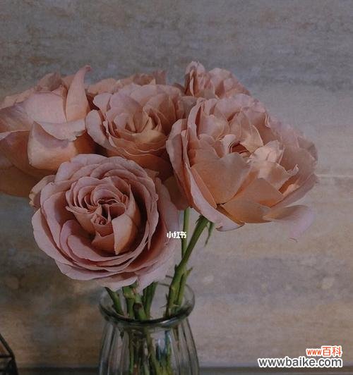 浪漫的玫瑰花语与卡布奇诺相融合 用卡布奇诺玫瑰传递爱的语言