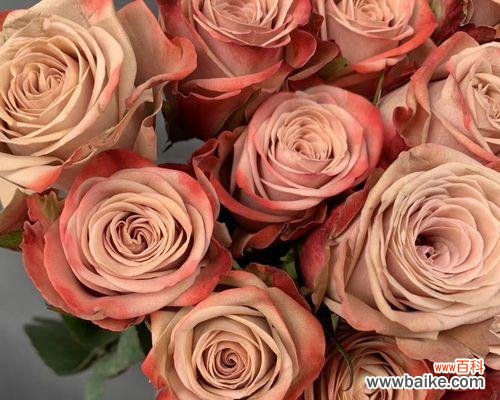 揭示卡布奇诺玫瑰所传递的浪漫与温暖 探秘卡布奇诺玫瑰的花语