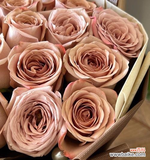 揭示卡布奇诺玫瑰所传递的浪漫与温暖 探秘卡布奇诺玫瑰的花语