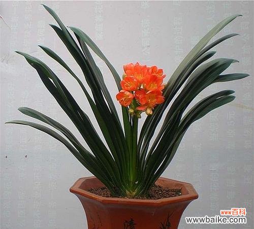 花开花落 以君子兰，传递华丽和高贵之美