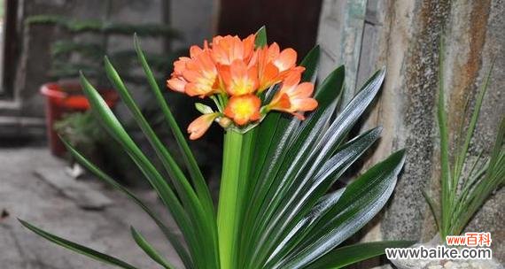 花开花落 以君子兰，传递华丽和高贵之美