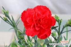 颜色诠释情感以康乃馨述说爱意 以康乃馨不同颜色的含义