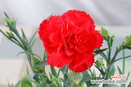 颜色诠释情感以康乃馨述说爱意 以康乃馨不同颜色的含义