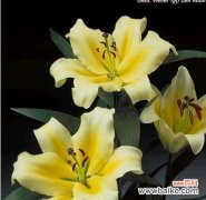 卡萨布兰卡 探寻卡萨布兰卡之花语