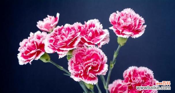 探寻康乃馨的花语与象征 康乃馨花语的美丽寓意