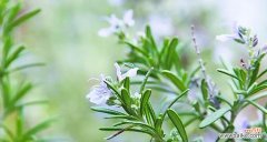 探究迷迭香花语的深刻含义 迷迭香的花语