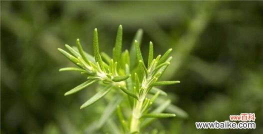 探究迷迭香花语的深刻含义 迷迭香的花语