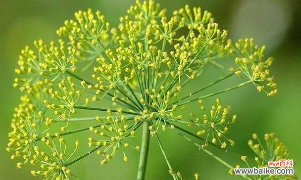 迷迭香的花语与寓意解读 迷迭香花语