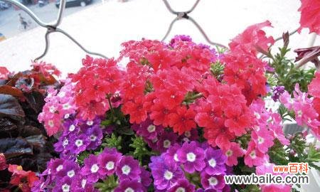 探秘美人樱的花语与魅力 美人樱的花语及其美丽与神秘