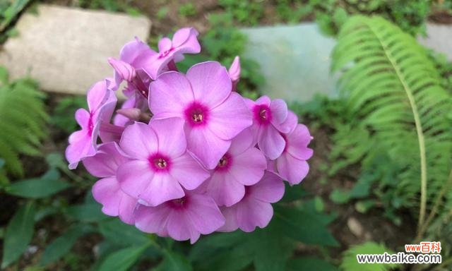 探秘美人樱的花语与魅力 美人樱的花语及其美丽与神秘