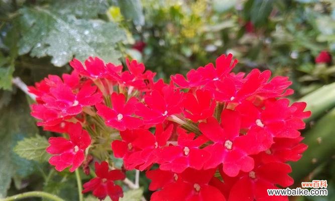 探秘美人樱的花语与魅力 美人樱的花语及其美丽与神秘