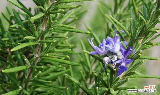 揭示迷迭香花语的神秘意义 迷迭香的花语及其意义