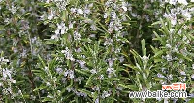 揭示迷迭香花语的神秘意义 迷迭香的花语及其意义