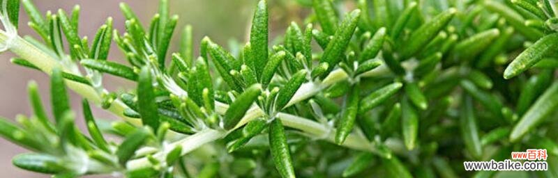 揭示迷迭香花语的神秘意义 迷迭香的花语及其意义