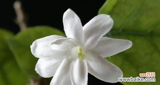 探寻茉莉花的神秘语言与象征意义 茉莉花的花语及其寓意