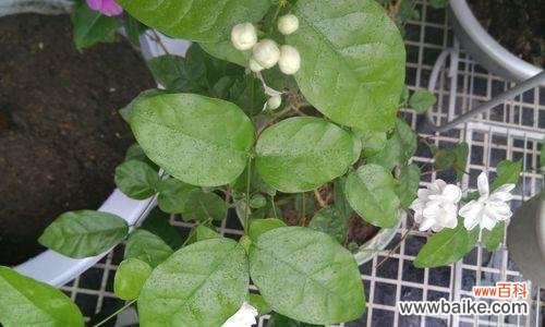 用茉莉传达情感 茉莉花语与寓意