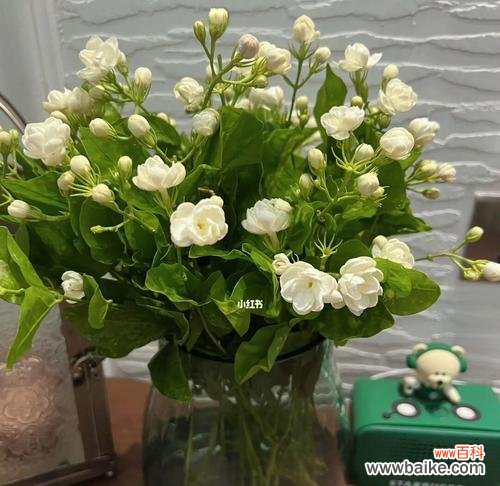 用茉莉传达情感 茉莉花语与寓意