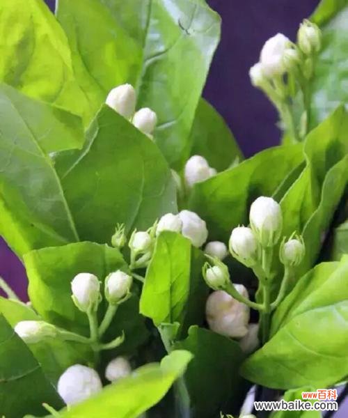 用茉莉传达情感 茉莉花语与寓意