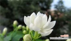 茉莉花所象征的美好与意义 茉莉花的花语和寓意