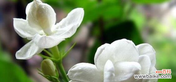 传递馨香与希望的美丽花朵 茉莉花的花语