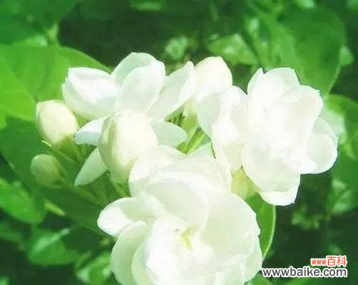 传递馨香与希望的美丽花朵 茉莉花的花语