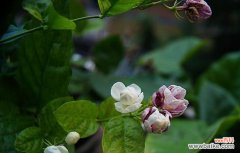 揭开茉莉花的神秘面纱 茉莉花的花语与寓意