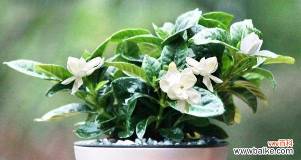 探寻茉莉花的神秘之意 茉莉花花语的含义