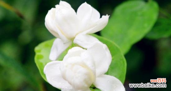 探寻茉莉花的神秘之意 茉莉花花语的含义