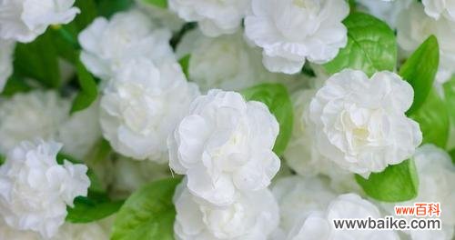 清香四溢的茉莉花 茉莉花的花语与寓意