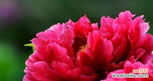 花开人间 洋牡丹的花语