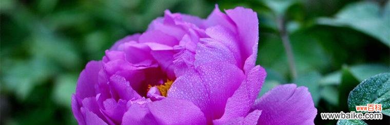 探究牡丹所代表的寓意及其文化价值 牡丹的象征意义