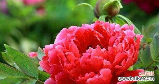 探究牡丹所代表的寓意及其文化价值 牡丹的象征意义