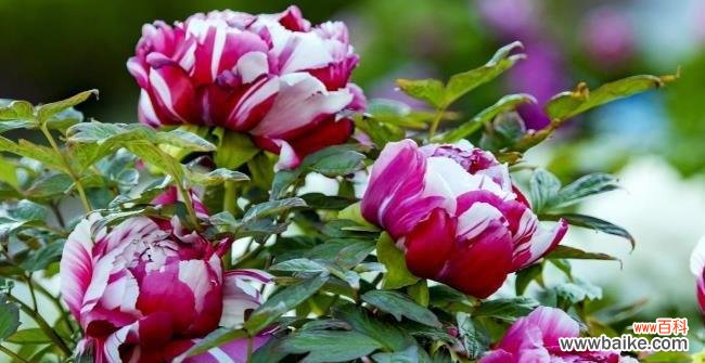 千年传承的庄重与繁华 牡丹花的花语——富贵荣华的象征