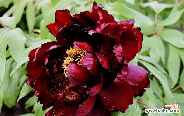 千年传承的庄重与繁华 牡丹花的花语——富贵荣华的象征