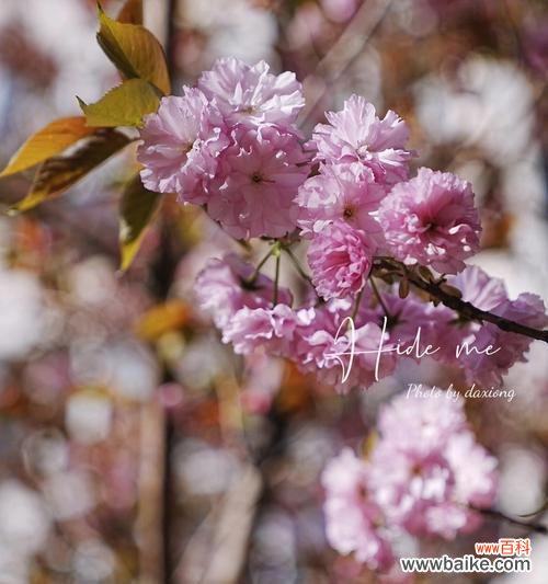 粉色花送给姥姥有何寓意?选择粉色花的意义是什么?