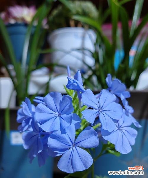 蓝色花瓣的花代表什么?蓝色花的寓意有哪些?