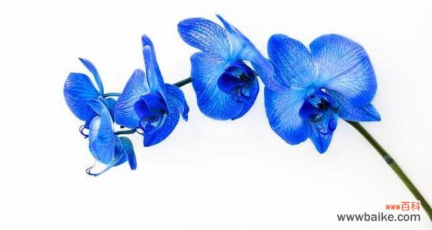 蓝色花瓣的花代表什么?蓝色花的寓意有哪些?