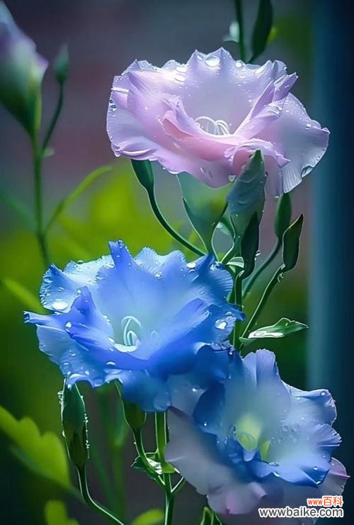 蓝色花瓣的花代表什么?蓝色花的寓意有哪些?