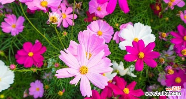 哪种花寓意生活幸福?美满幸福的花是什么?