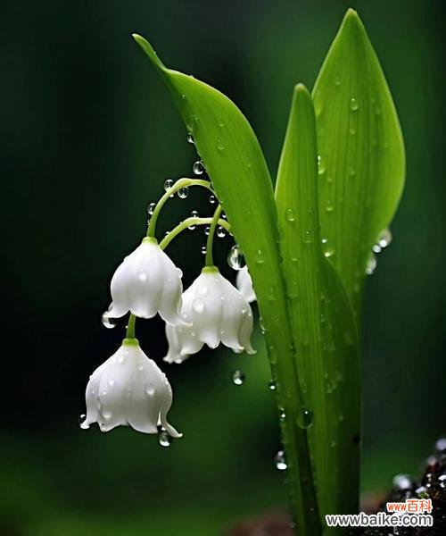 哪种花寓意生活幸福?美满幸福的花是什么?