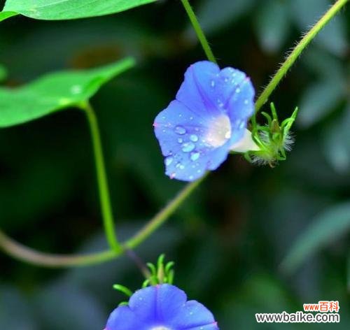 象征着希望和成功的花有哪些?它们各自代表什么?