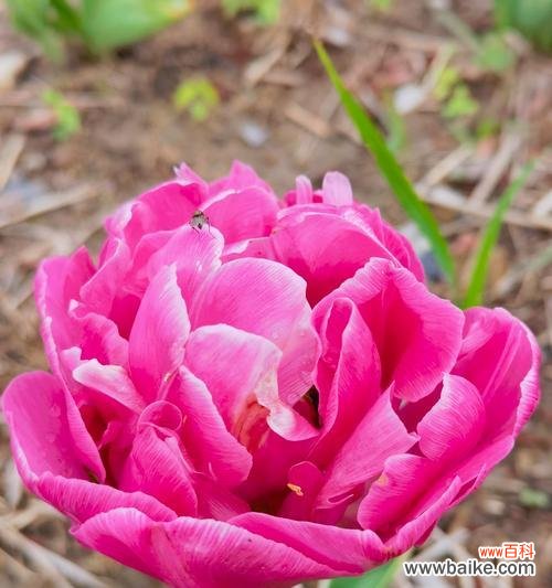 哪种花象征着富贵？花开富贵的花有哪些？