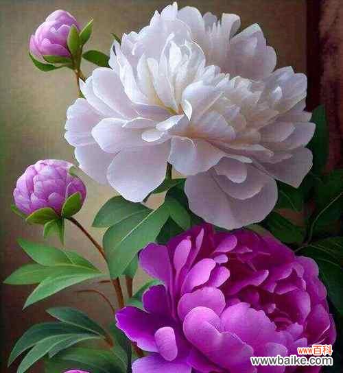 哪种花象征着富贵？花开富贵的花有哪些？