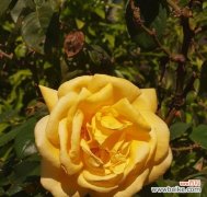 哪种颜色的花象征友谊？友谊花语的颜色是什么？