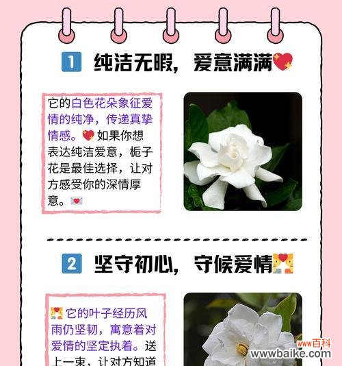 哪种颜色的花象征友谊？友谊花语的颜色是什么？