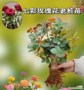 多色玫瑰花束的寓意是什么？多颗玫瑰代表什么意义？