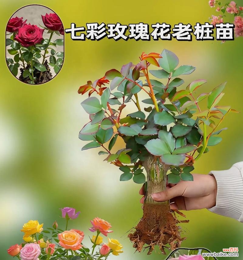 多色玫瑰花束的寓意是什么？多颗玫瑰代表什么意义？